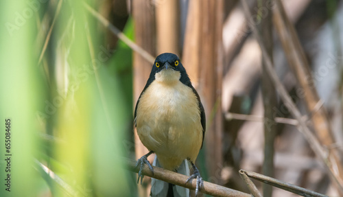 фотографія Donacpbius atricapilla - Cucarachero de pantano