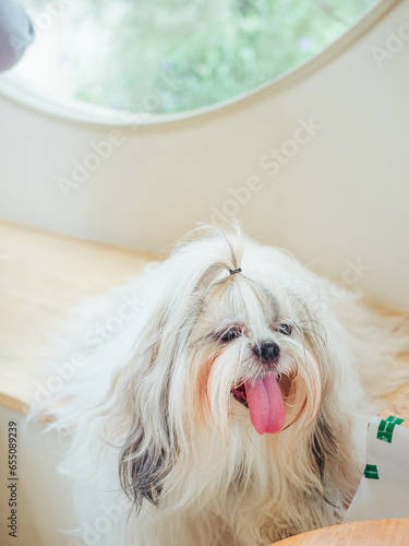 Close-up of cute furry white Shih Tzu with its tongue hanging out