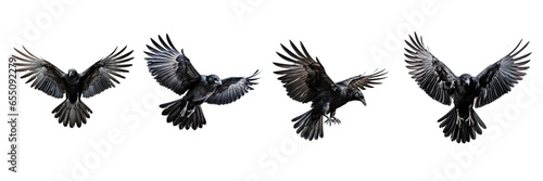 Set of Raven Flying Isolated on transparent or white Background