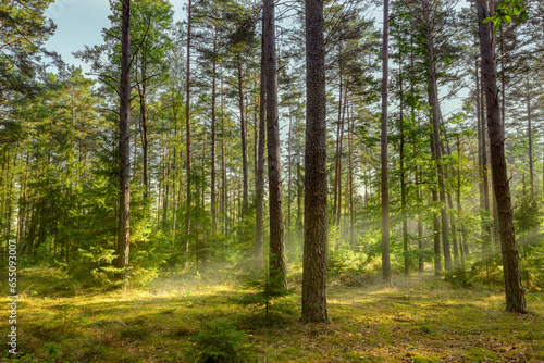 Fototapeta Naklejka Na Ścianę i Meble -  Poranek w lesie na Mazurach