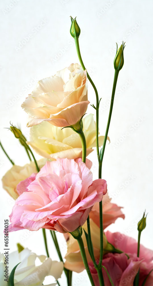 eustoma flowers growing on a white background