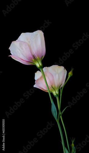 eustoma flowers growing on a black background