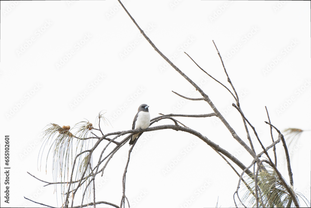 White-breasted Woodsparrow