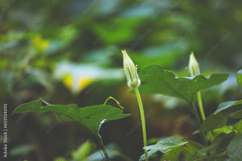 Beautiful yellow Pumpkin flower buds in garden