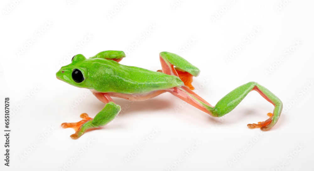 Fototapeta premium Morelet's tree frog // Schwarzaugenlaubfrosch (Agalychnis moreletii)