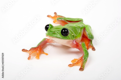 Morelet's tree frog // Schwarzaugenlaubfrosch (Agalychnis moreletii) photo