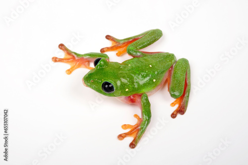 Schwarzaugenlaubfrosch // Morelet's tree frog (Agalychnis moreletii)