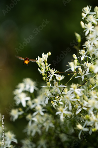 Wespe bestäubt Jasminpflanze © Matthias