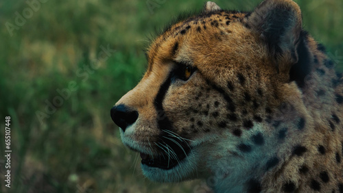 Fototapeta Naklejka Na Ścianę i Meble -  portrait of a cheetah