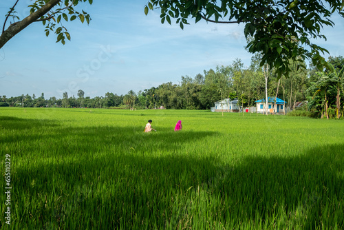 Typical Village Scene, Kurigram, Bangladesh photo