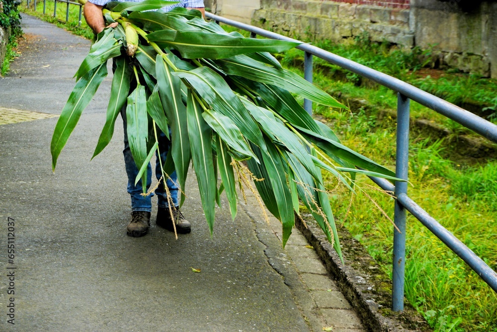 Fototapeta premium Mann mit blauer Jeanshose trägt lange Maispflanzen vor sich her auf Gehweg neben silbernem Stehlgeländer a m Nachmittag im Herbst