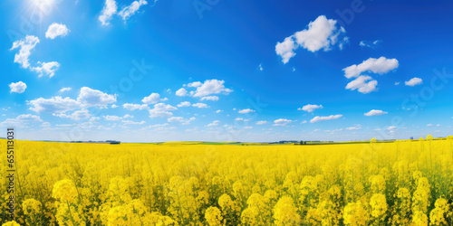 Sunny Yellow Flower Field under Blue Sky