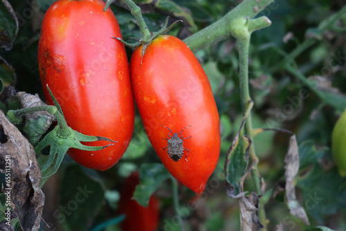 Close-up of  brown marmorated shield bug on long ripe red tomatoes growing on plant in the vegetable garden. Halyomorpha halys  on Solanum lycopersicum  photo