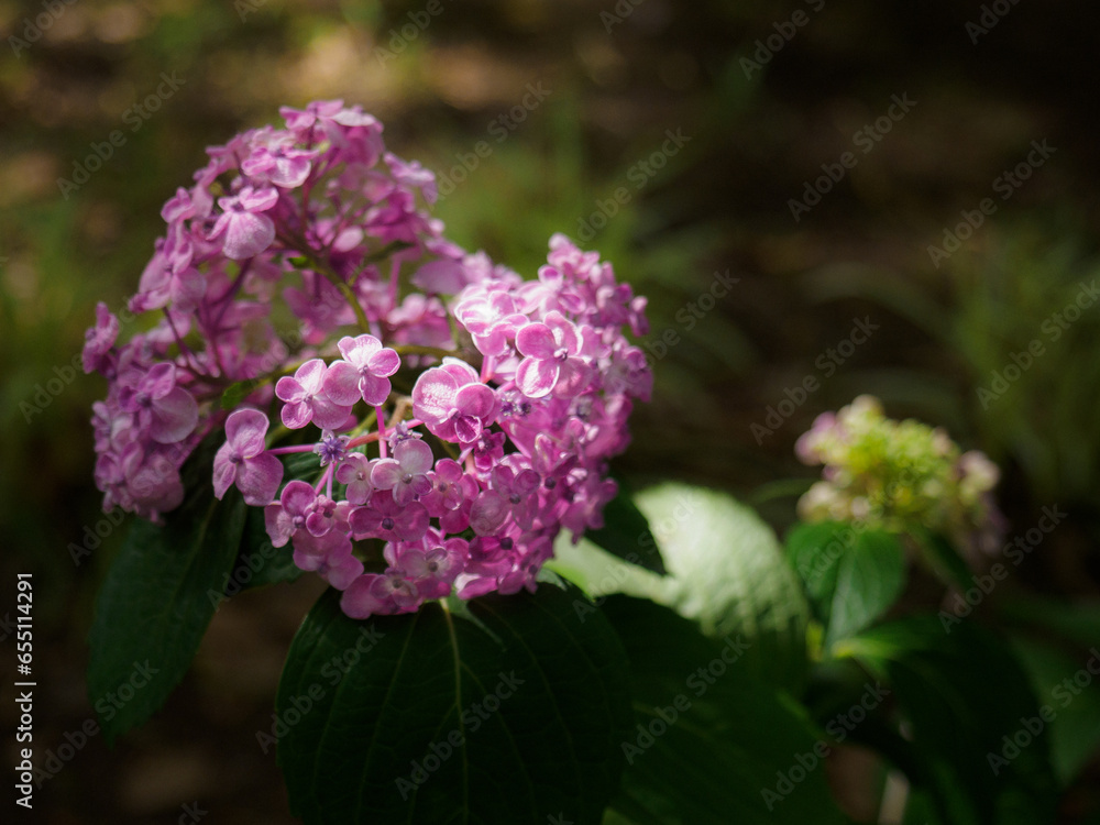 薄紫色の装飾花を備える紫陽花
Hydrangea Adorned in Pale Purple Blooms 薄紫色の装飾花を備える紫陽花
Hydrangea Adorned in Pale Purple Blooms