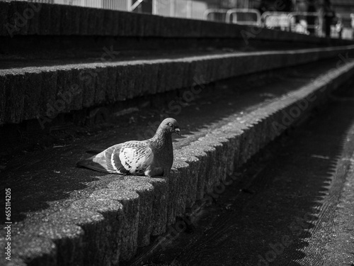 河川敷に佇む鳩
Riverside Tranquility: The Pigeon's Gaze