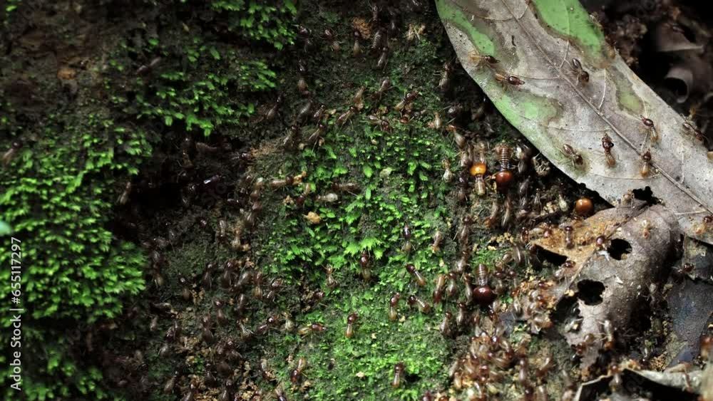 Termites in tropical forest on the moss. Termites in tropical forest on the moss.