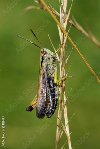 Vertical closeup on the European Common green grasshopper, Omocestus viridulus sitting on a grass straw photo