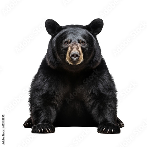 American black bear isolated on white background