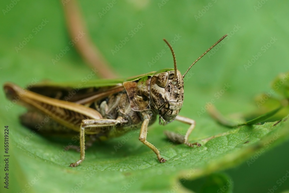 Closeup on a European Common Green Grasshopper, Omocestus viridulus sitting on a green leaf Closeup on a European Common Green Grasshopper, Omocestus viridulus sitting on a green leaf