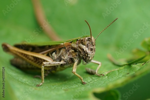 Closeup on a European Common Green Grasshopper, Omocestus viridulus sitting on a green leaf