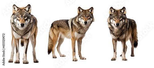 American Wolf isolated on white background