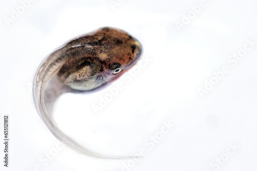 The macro shot of a tadpole isolated on the white background.