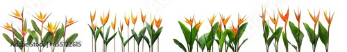 collection of  of orange Strelitzia Reginae tropical flowers, isolated on a transparent background. PNG, cutout, or clipping path.	
 photo