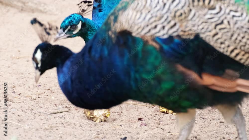 Slow motion of colourful male peacocks without any long tail fathers eating fresh corn. Beautiful blue and green birds on a farm. Livestock slow motion, animal behaviour, zoo or animal park concept. Slow motion of colourful male peacocks without any long tail fathers eating fresh corn. Beautiful blue and green birds on a farm. Livestock slow motion, animal behaviour, zoo or animal park concept.
