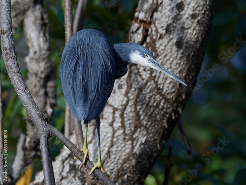 Western reef heron (Egretta gularis) photo