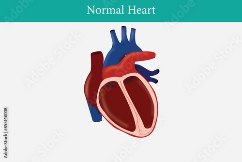 Types of heart diseases: healthy heart. illustration for medical use. eps 10