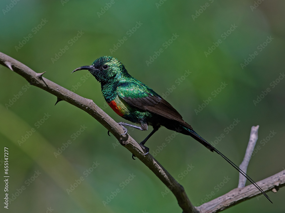 Beautiful sunbird (Cinnyris pulchella) Beautiful sunbird (Cinnyris pulchella)