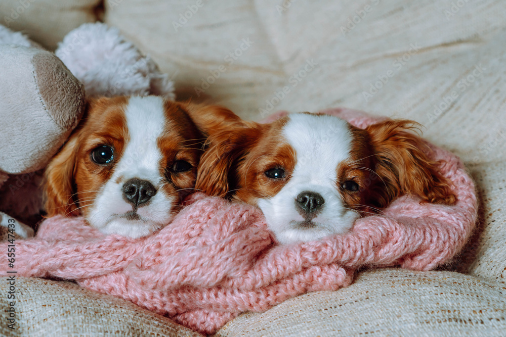 Purebred puppies. Two puppies cavalier King Charles spaniel Blenheim lie inchair on knitted scarf and look at camera.