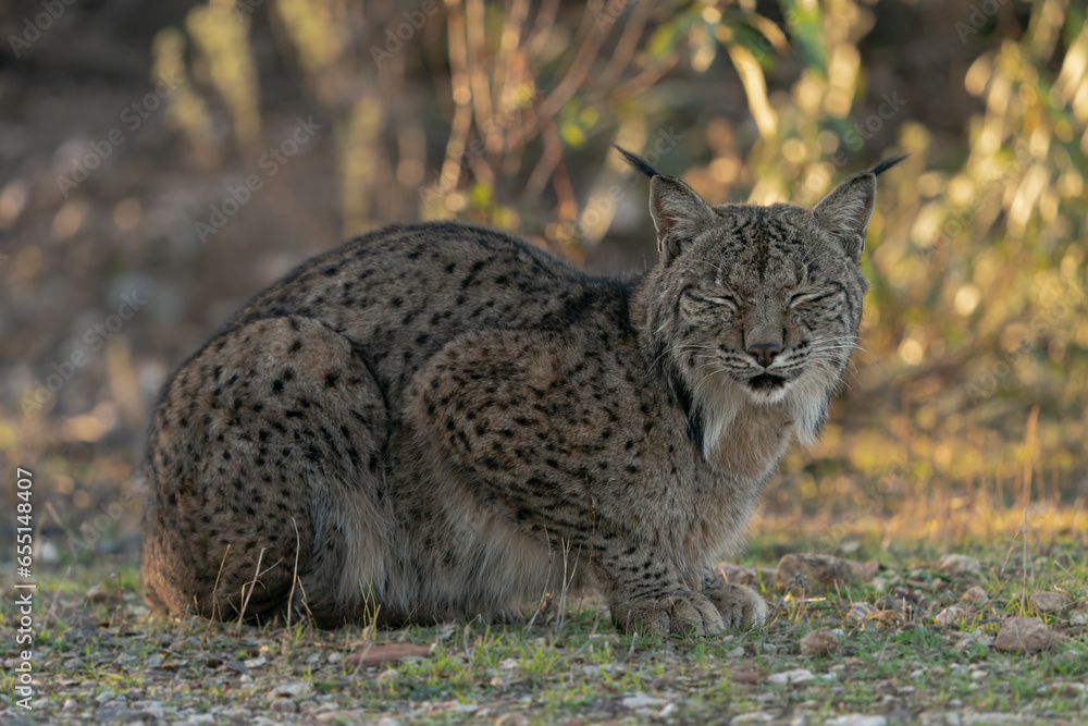 Portrait of an Iberian Lynx in Andujar, Spain Portrait of an Iberian Lynx in Andujar, Spain