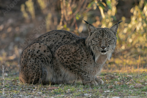 Portrait of an Iberian Lynx in Andujar, Spain