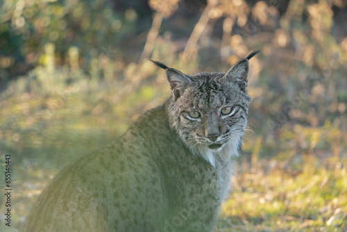 Portrait of an Iberian Lynx in Andujar, Spain