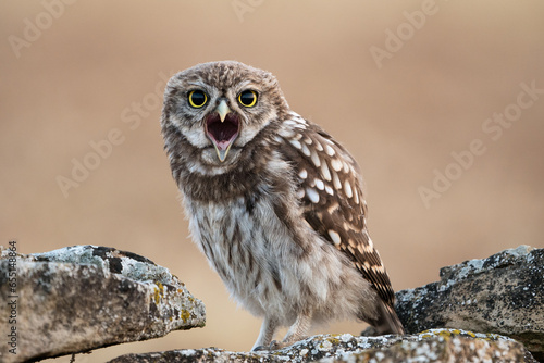 Portrait of a wild little owl perched on a rock in autumn in Catalonia. 