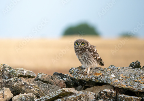 Portrait of a wild little owl perched on a rock in autumn in Catalonia. 
