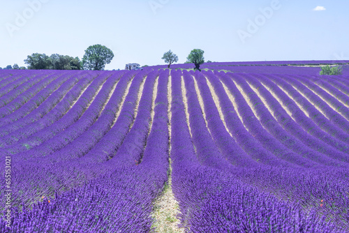 Champs de lavandes en fleurs sur le plateau de Valensole, en Provence, Sud de la France. 