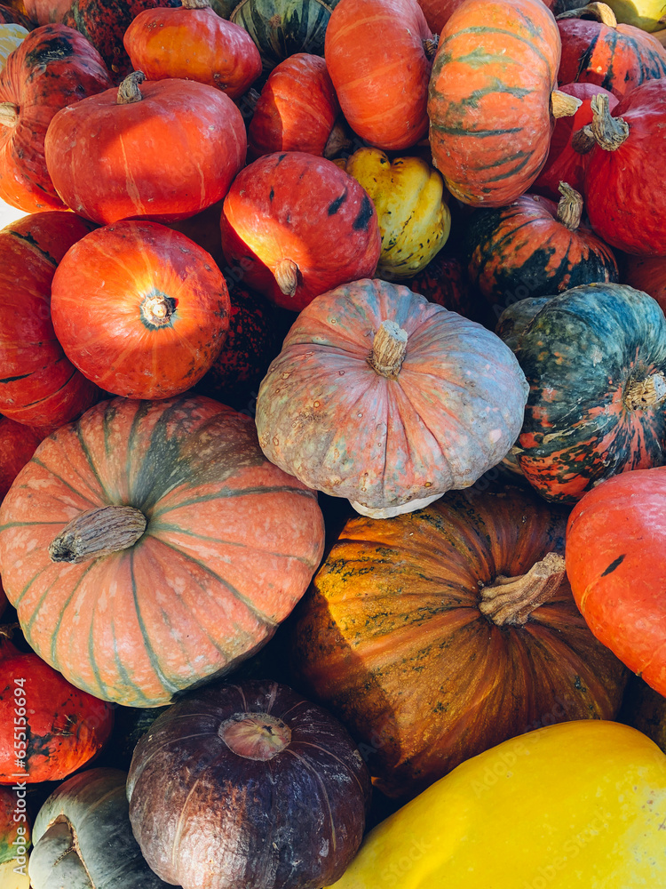 Pile of beautiful freshly picked colorful pumpkins and gourds. Fall harvest pattern. Halloween and Thanksgiving celebration.