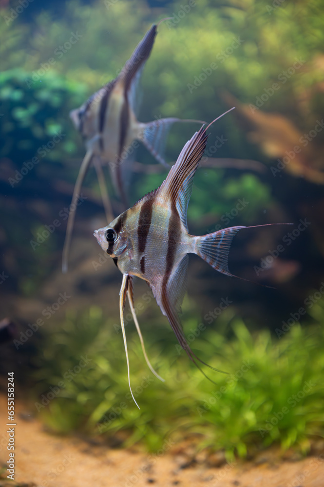 Fototapeta premium Pterophyllum Altum
