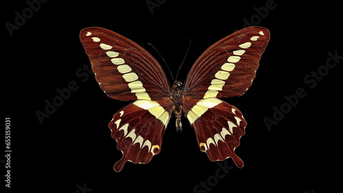 Cream-banded swallowtail butterfly