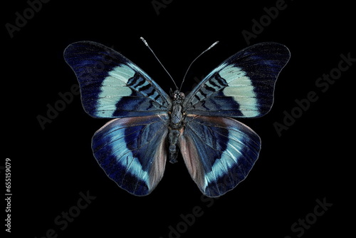 Prola beauty butterfly, outer side