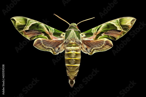Army green moth, 