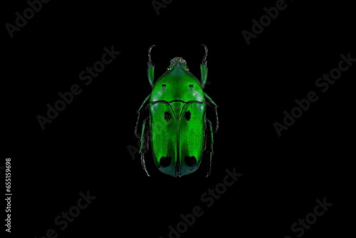 Green scarab beetle