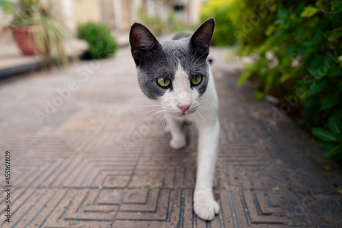 cat on the fence