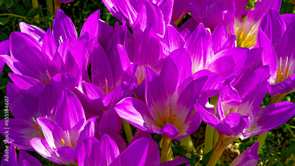 Bright flowers bloomed in the garden plot. Bright flowers bloomed in the garden plot.