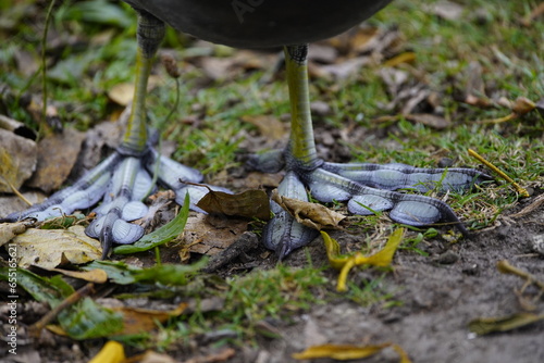 Feet of Eurasian coot (Fulica atra).Their large feet prevent them from sinking. Since coots spend a lot of time in the water, they also have swimming flaps between their toes. photo