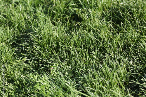 green grass background