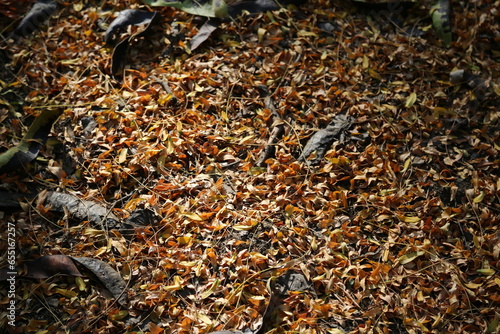 autumn background, fallen leaves in the sun's rays