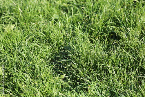 green grass texture